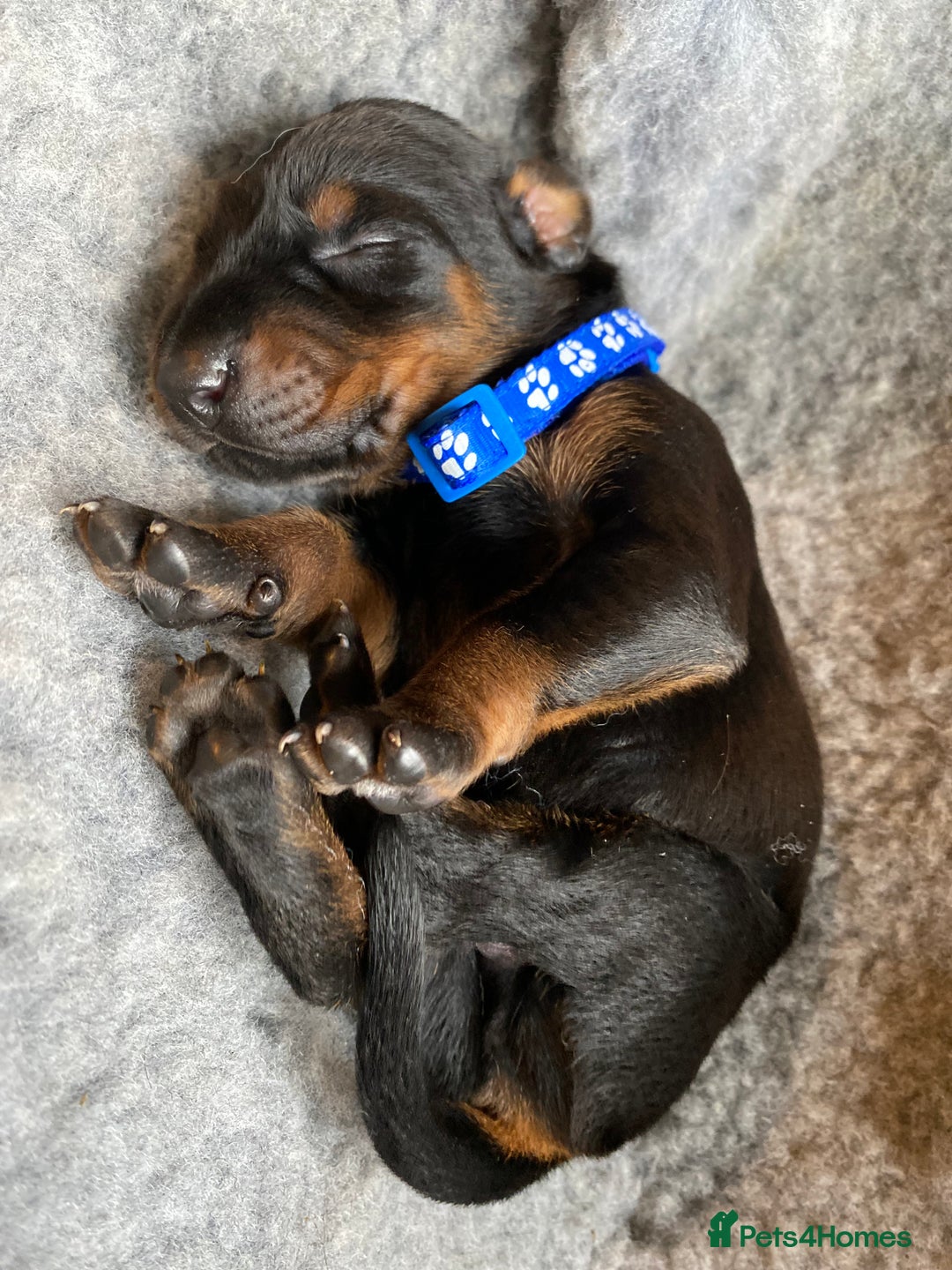 Dobermann dogs for sale: KC REGISTERED DOBERMAN PUPS - Image 10