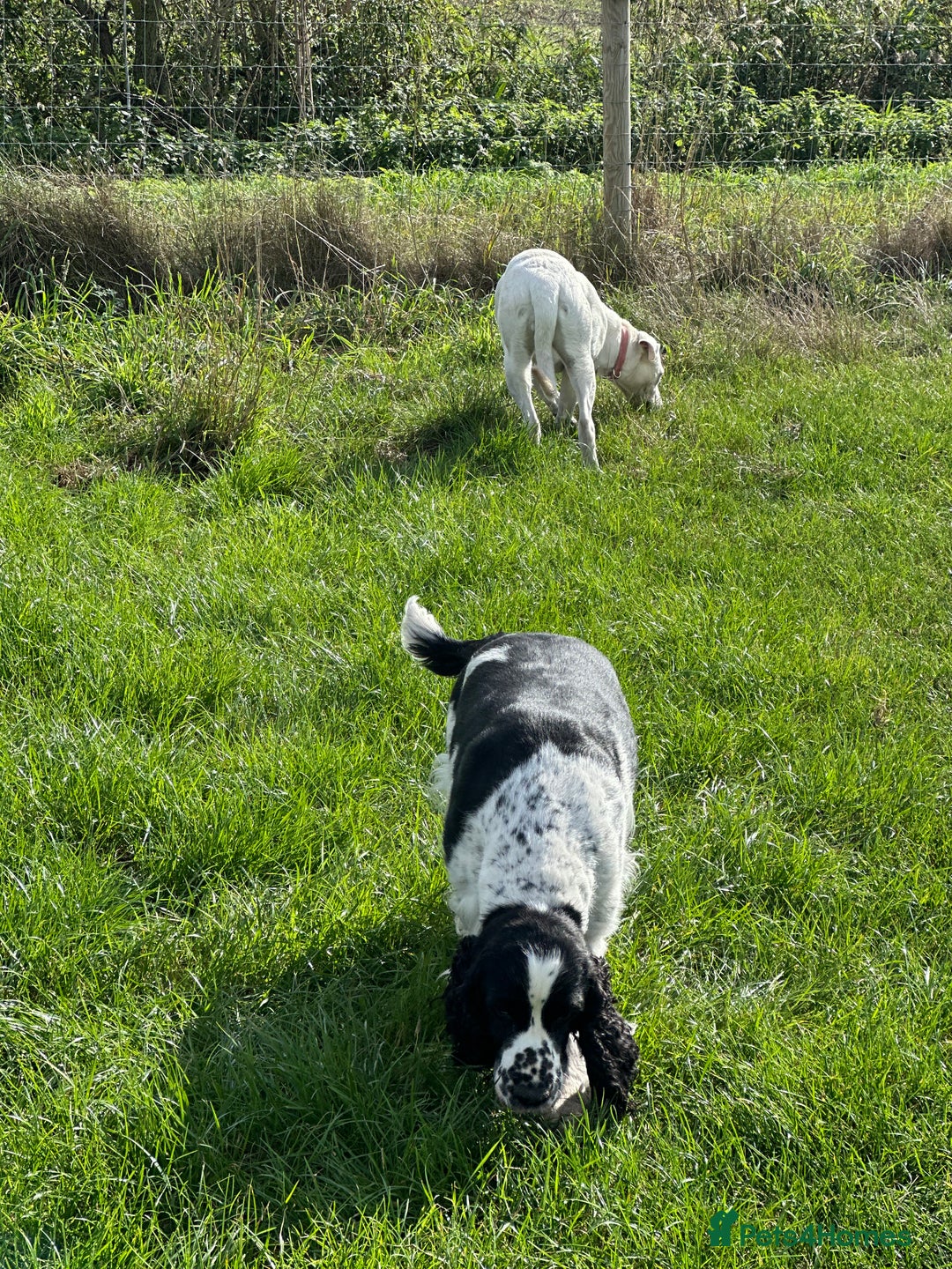 English Springer Spaniel dogs for sale: Show Bred English Springer 7 years old - Image 4