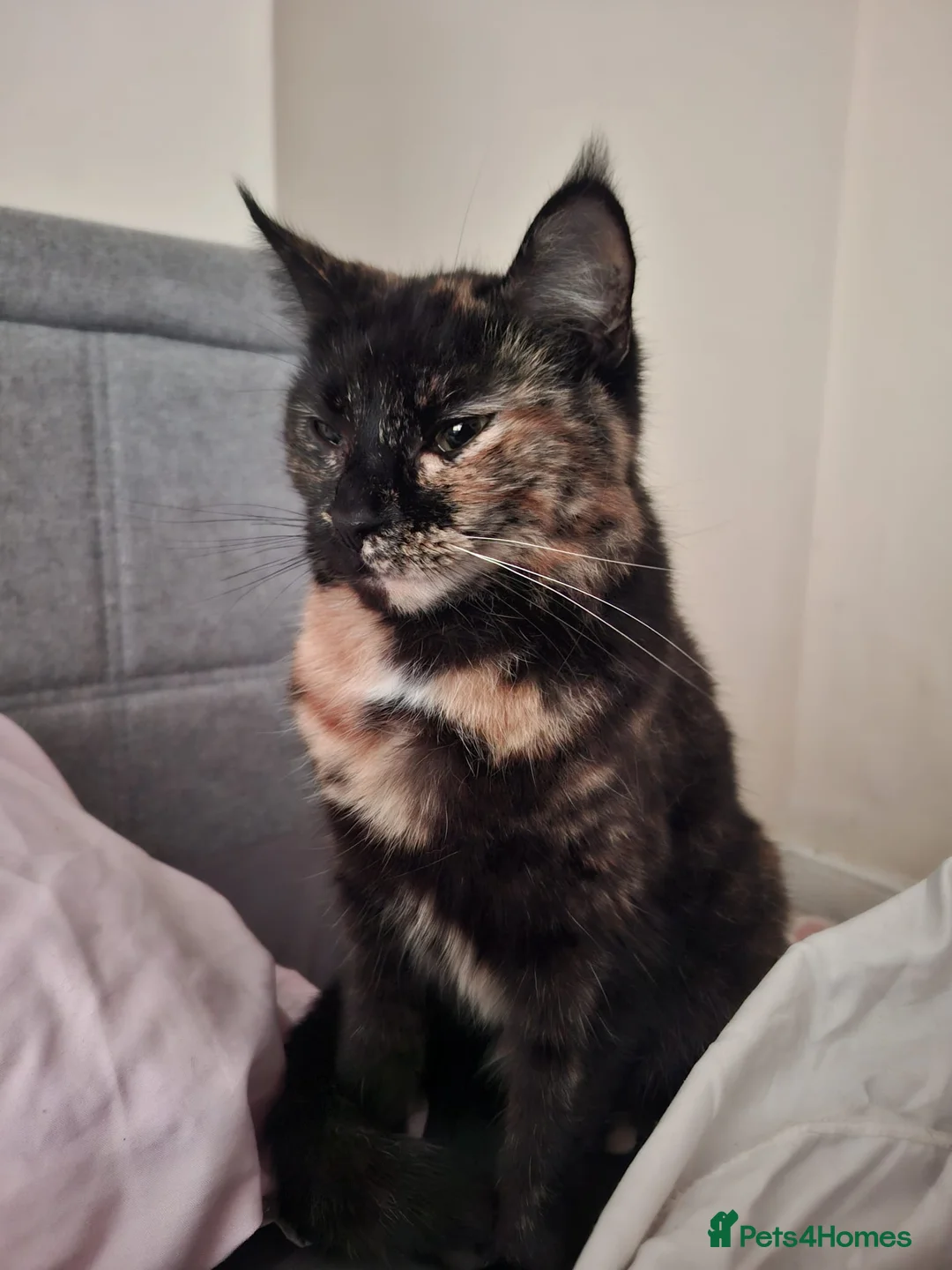 Mixed Breed cats for sale: Molly  - Advert 1