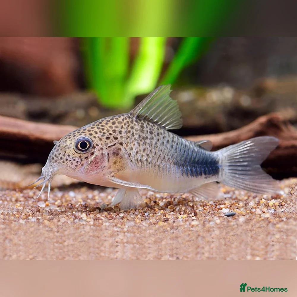 Corys fish 8 Corydoras similis & 15 Celestial Danios. - Advert 1