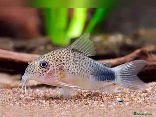 Corys fish 8 Corydoras similis & 15 Celestial Danios. - Advert 9
