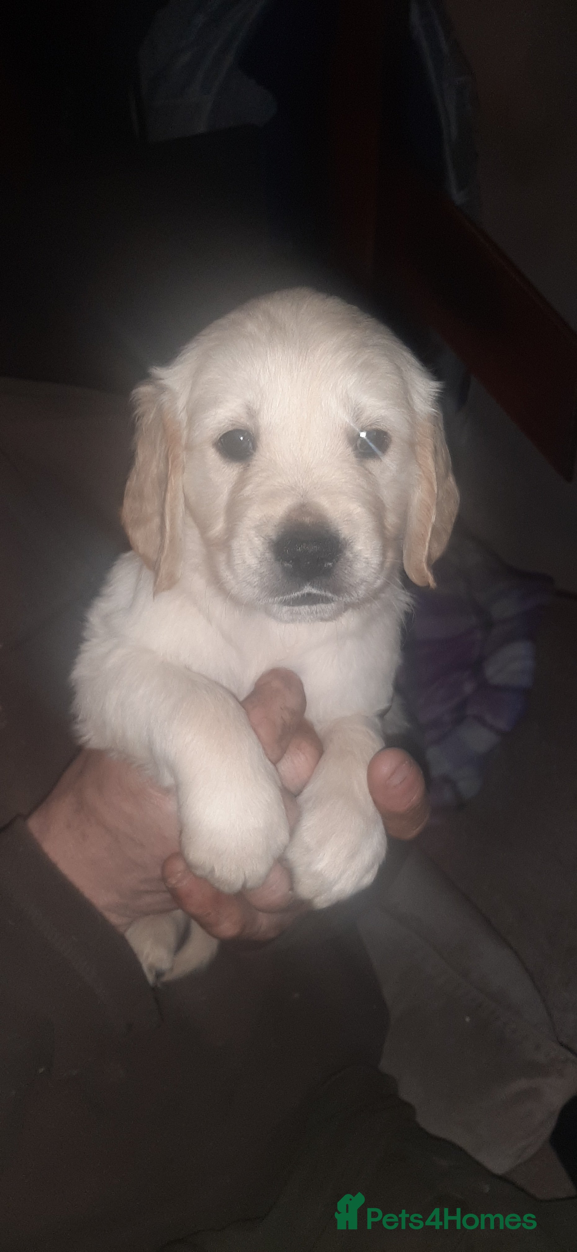 Golden Retriever dogs Beautiful KC reg cream golden retriever puppies - Advert 1