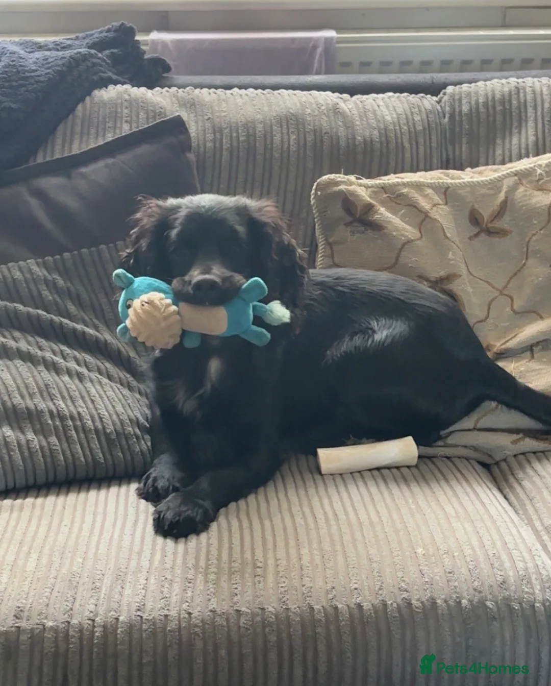 Cocker Spaniel dogs for sale: Puppy cocker - Advert 7