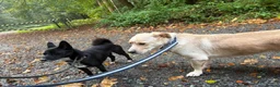 Mixed Breed dogs for adoption: Harvey -Norwich Norfolk  in Norwich - Advert 15