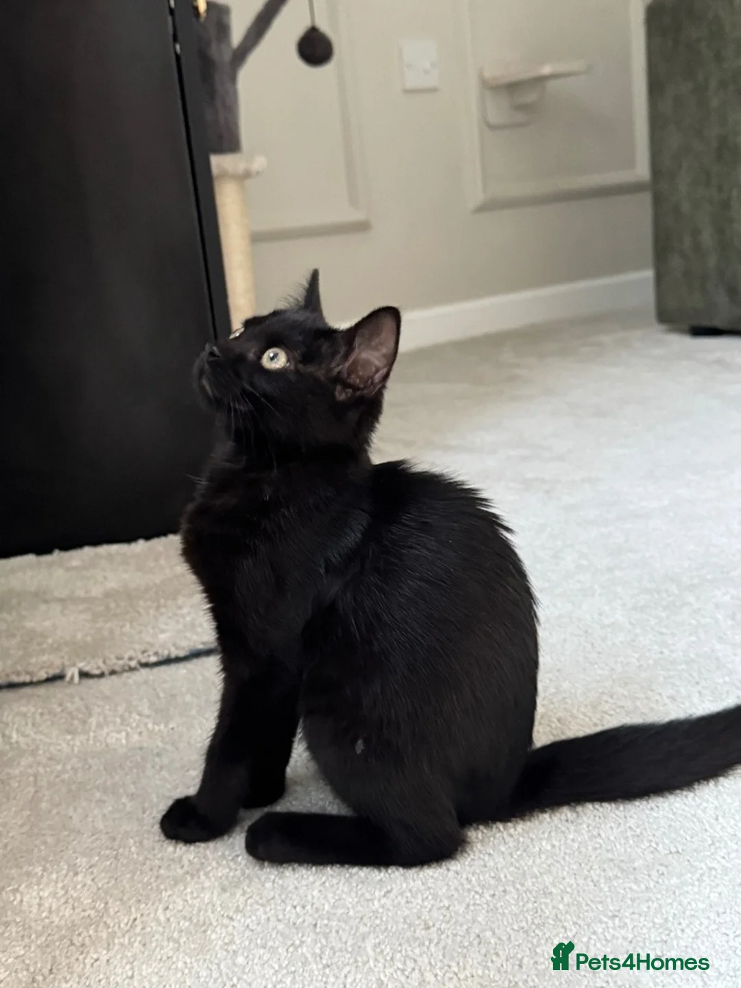Mixed Breed cats for sale: Beautiful Lily - Advert 4