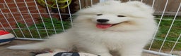 Samoyed dogs for sale: 🐾 Beautiful KC Registered Samoyed – 7 Months Old - Advert 17