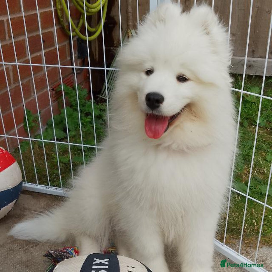 Samoyed dogs for sale: 🐾 Beautiful KC Registered Samoyed – 7 Months Old - Advert 17