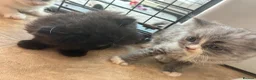 Perdoll cats for sale: Kittens to reserve - Advert 4