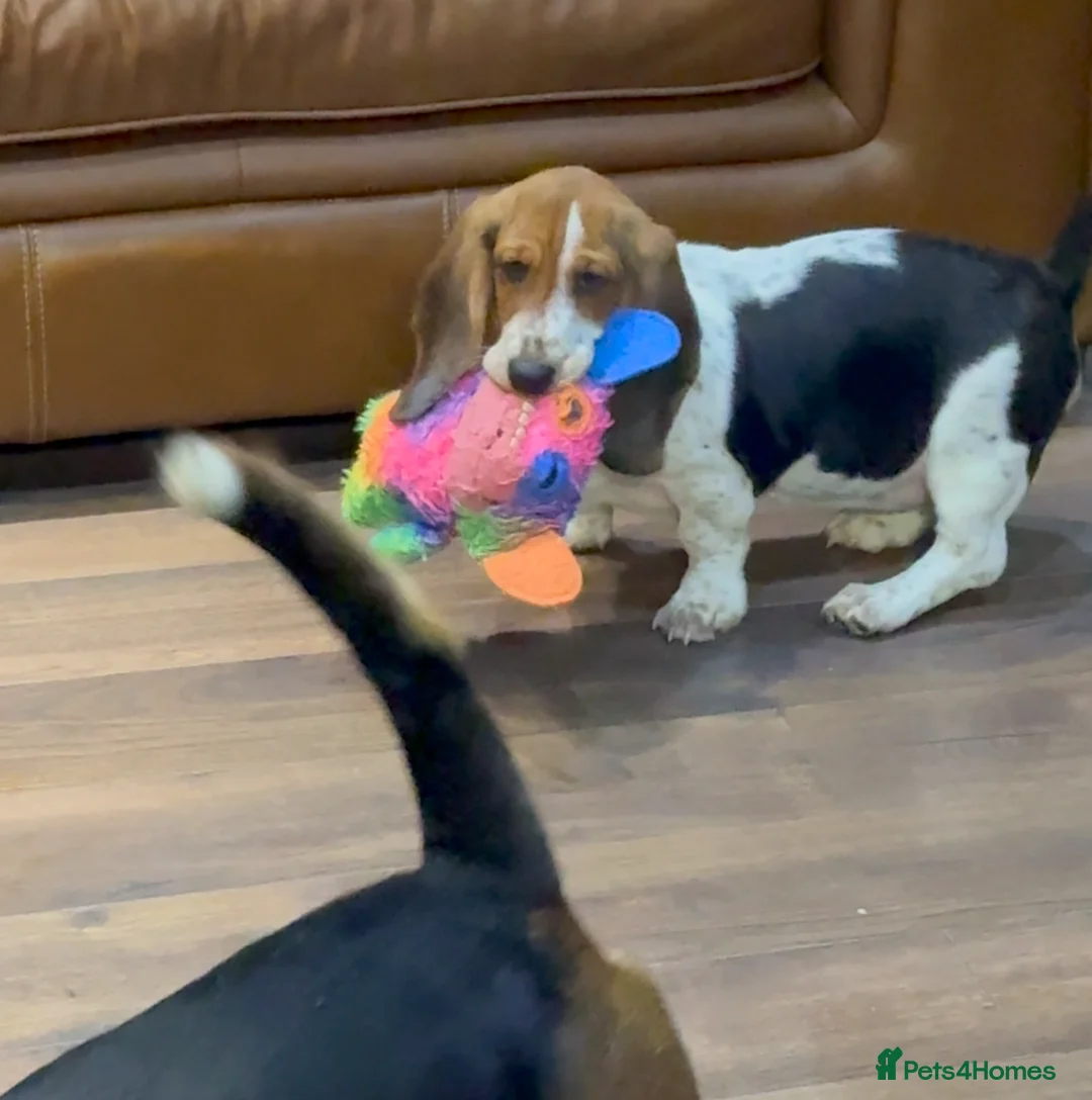 Basset Hound dogs for sale: Stunning 9 month old Bassett hound girl  - Advert 1