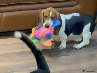 Basset Hound dogs Stunning 9 month old Bassett hound girl - Advert 1