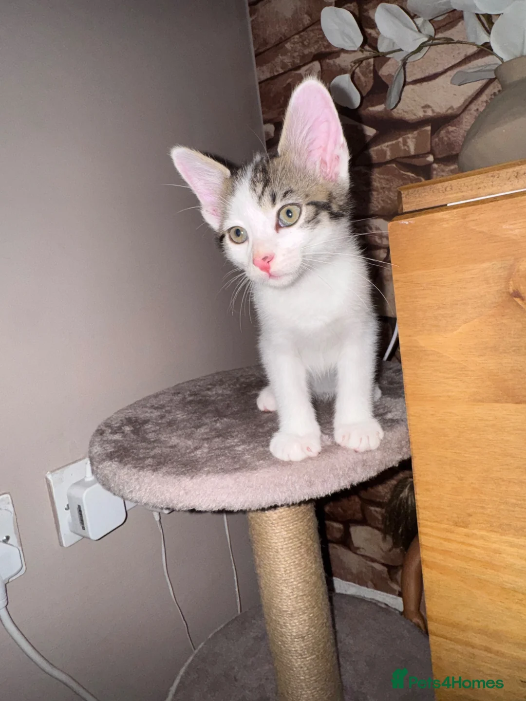 Mixed Breed cats for sale: Male and female kittens  - Advert 5
