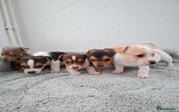 Jack Russell dogs for sale: Jack Russel puppy's  - Image 6