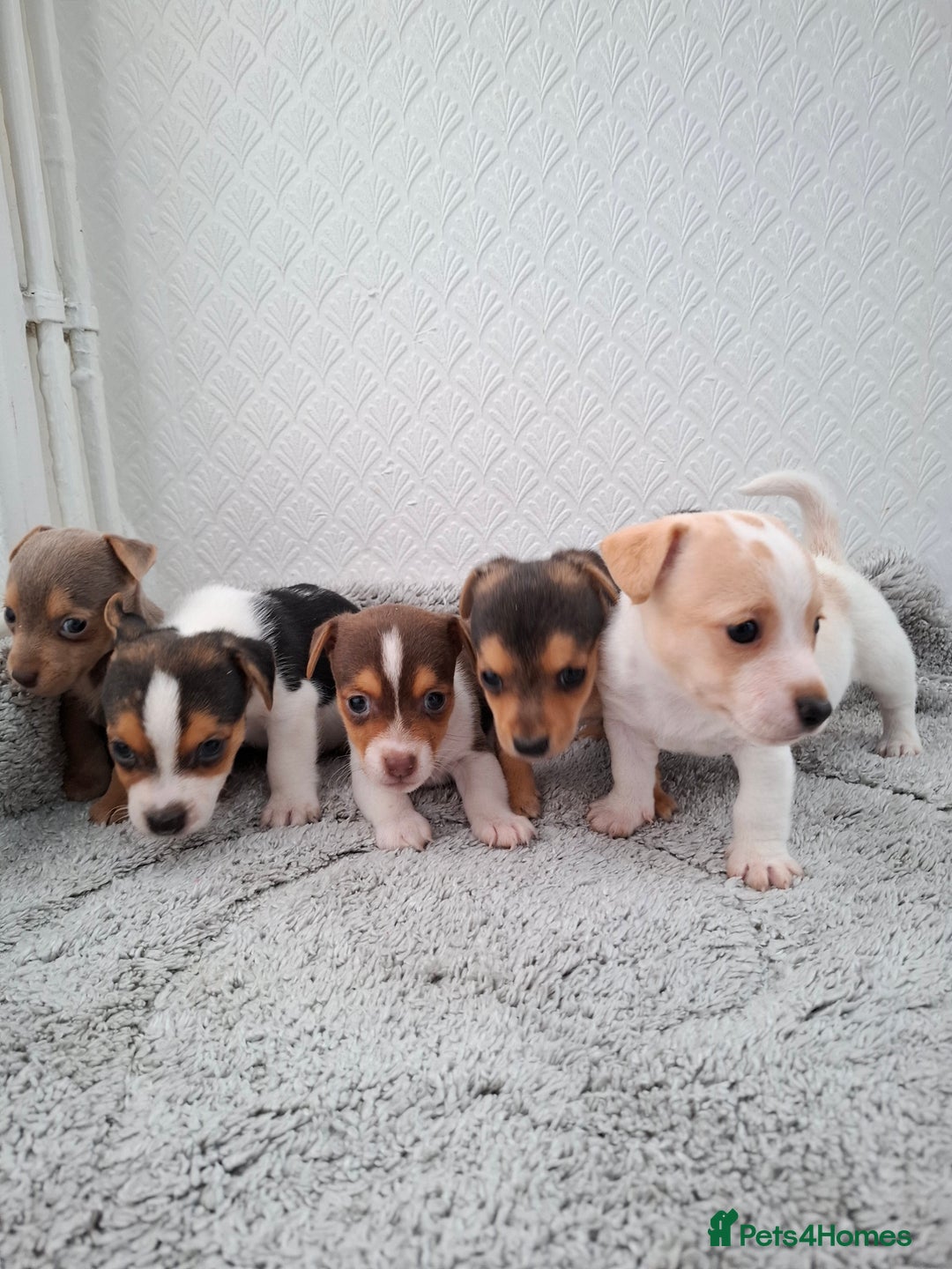 Jack Russell dogs for sale: Jack Russel puppy's  - Image 6