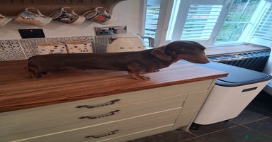 Dachshund dogs - Advert 2