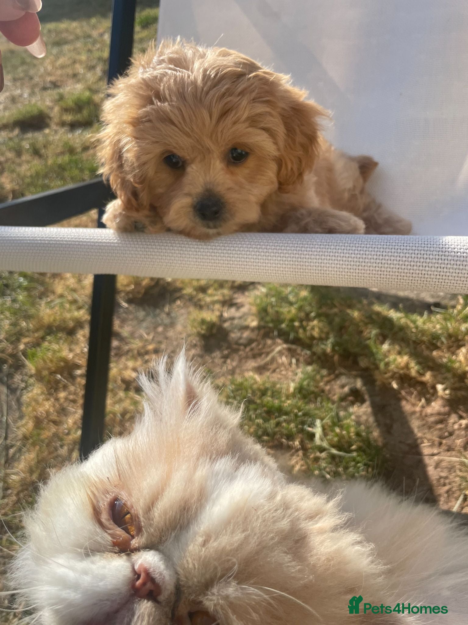 Maltipoo dogs Small Maltipoos, 100% Perfection  - Advert 1
