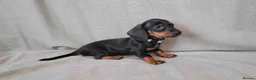 Miniature Dachshund dogs for sale: klzsNLC🐾Gratest mini dapple doxies 4 new familie in Malvern - Advert 4