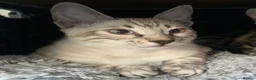 Bengal cats for sale: Snow boy now available  - Advert 8