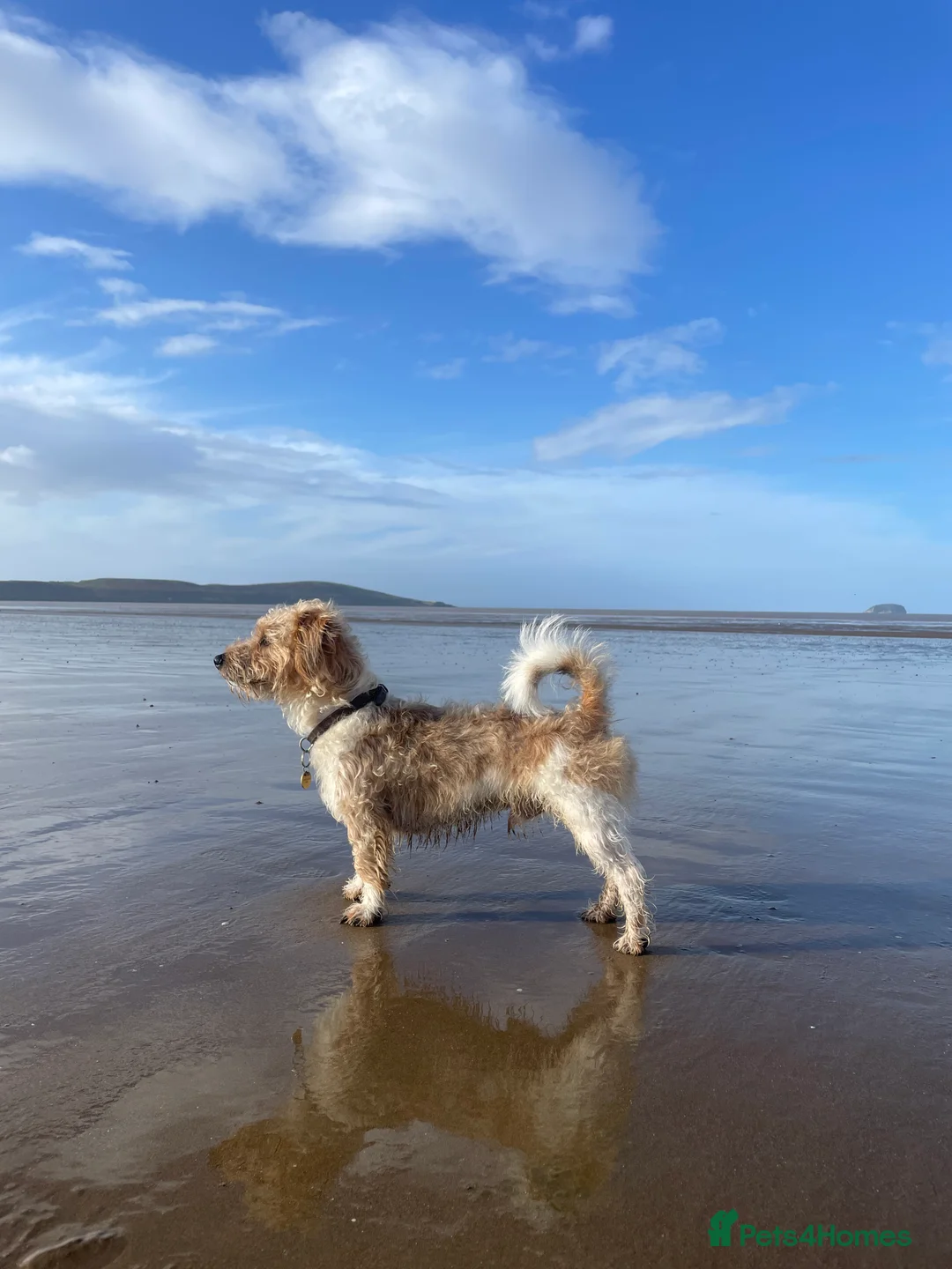 Jack Russell dogs for stud: Proven rough coated JR *REAL GEM OF A DOG* in Bristol - Advert 6