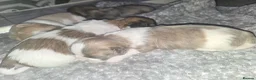 Shorkie dogs for sale: Shorkie puppies in Ferryhill - Advert 3