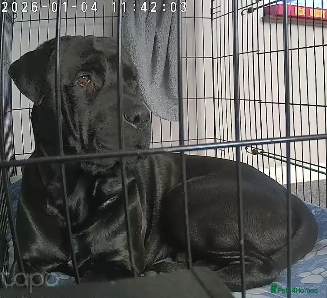 Mixed Breed dogs for sale: EXPERIENCED HANDLERS ONLY. Rehoming Vinnie. in Rowley Regis - Advert 6