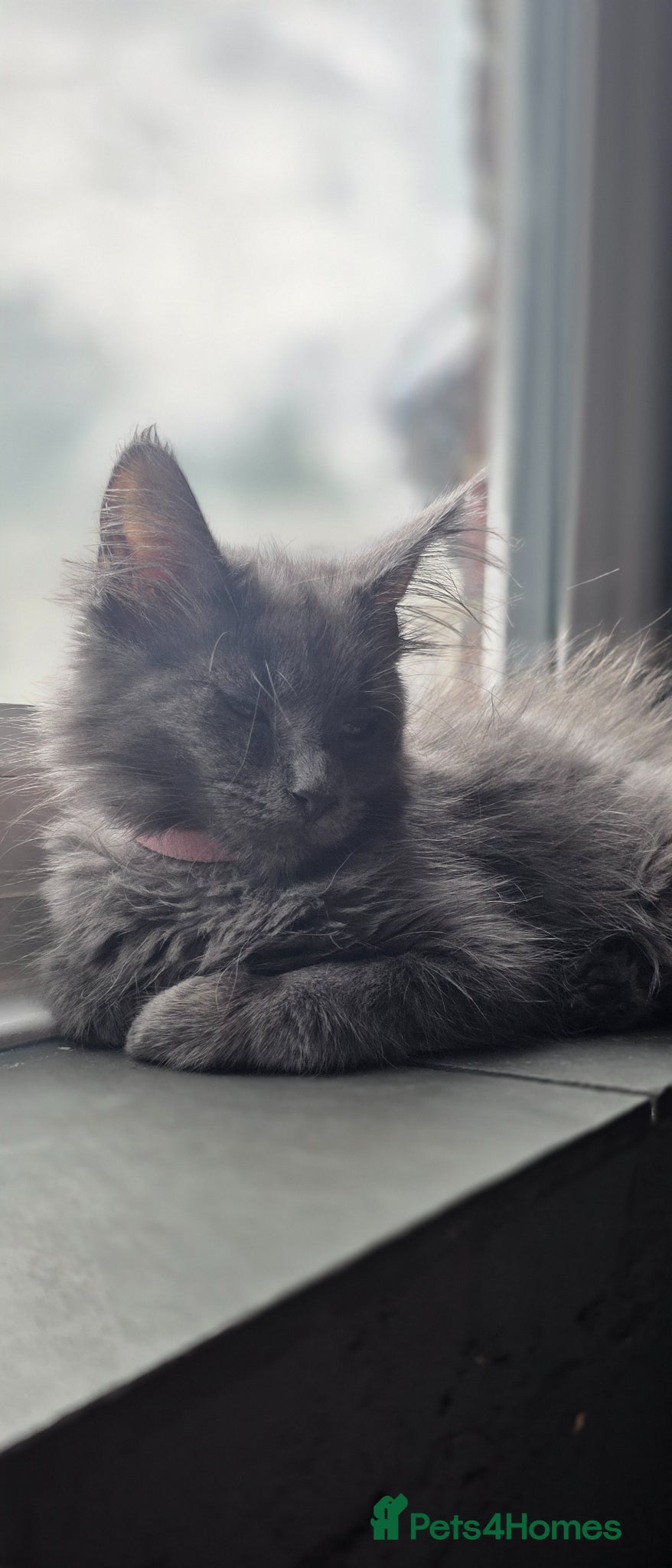 Maine Coon cats for sale: Maine coon Blue smoke kittens Sapphire Skies  - Advert 4