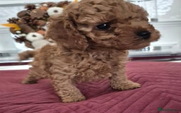 Cavapoo dogs for sale: F1bb extensively health tested caverpoo pups  - Advert 17