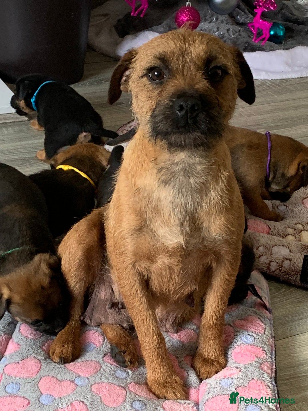 Border Terrier dogs for sale: Healthy Companions KC registered  - Advert 23
