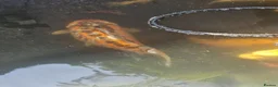 Koi Carp fish for sale: Mix of koi carp/sturgeon and tench for sale in Leeds - Advert 5