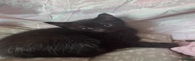 Ragdoll 2