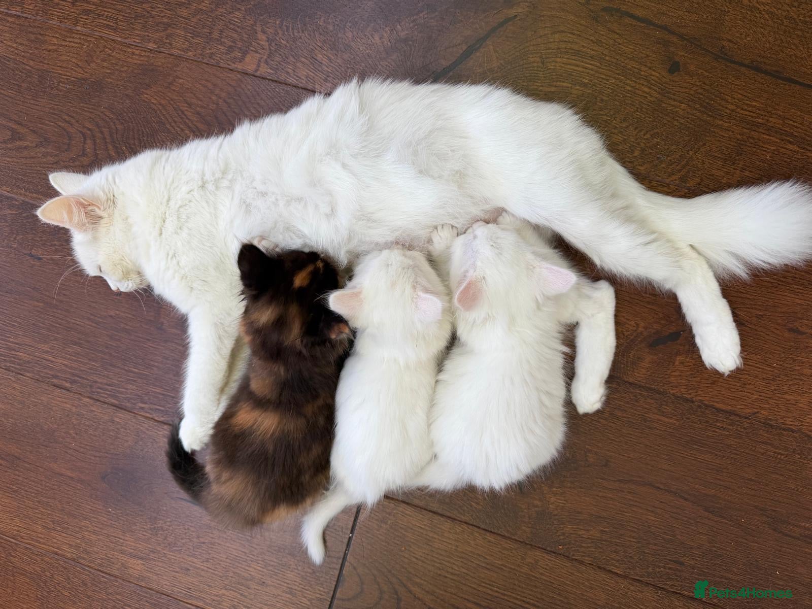 Turkish Angora cats Turkish Angora Playful Kittens - Advert 3