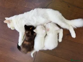 Turkish Angora cats Turkish Angora Playful Kittens - Advert 9