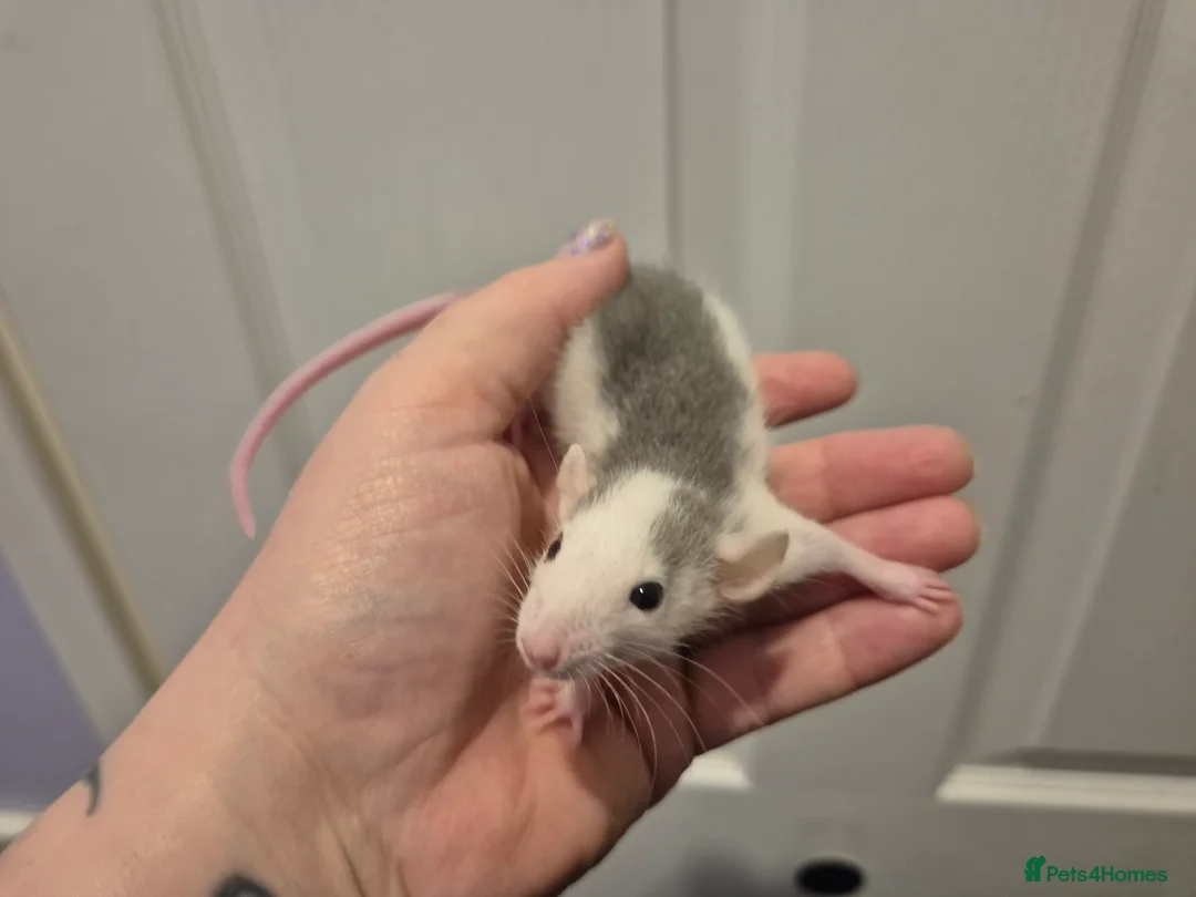 Rat rodents for sale: Baby Dumbo Rats in Durham - Advert 1