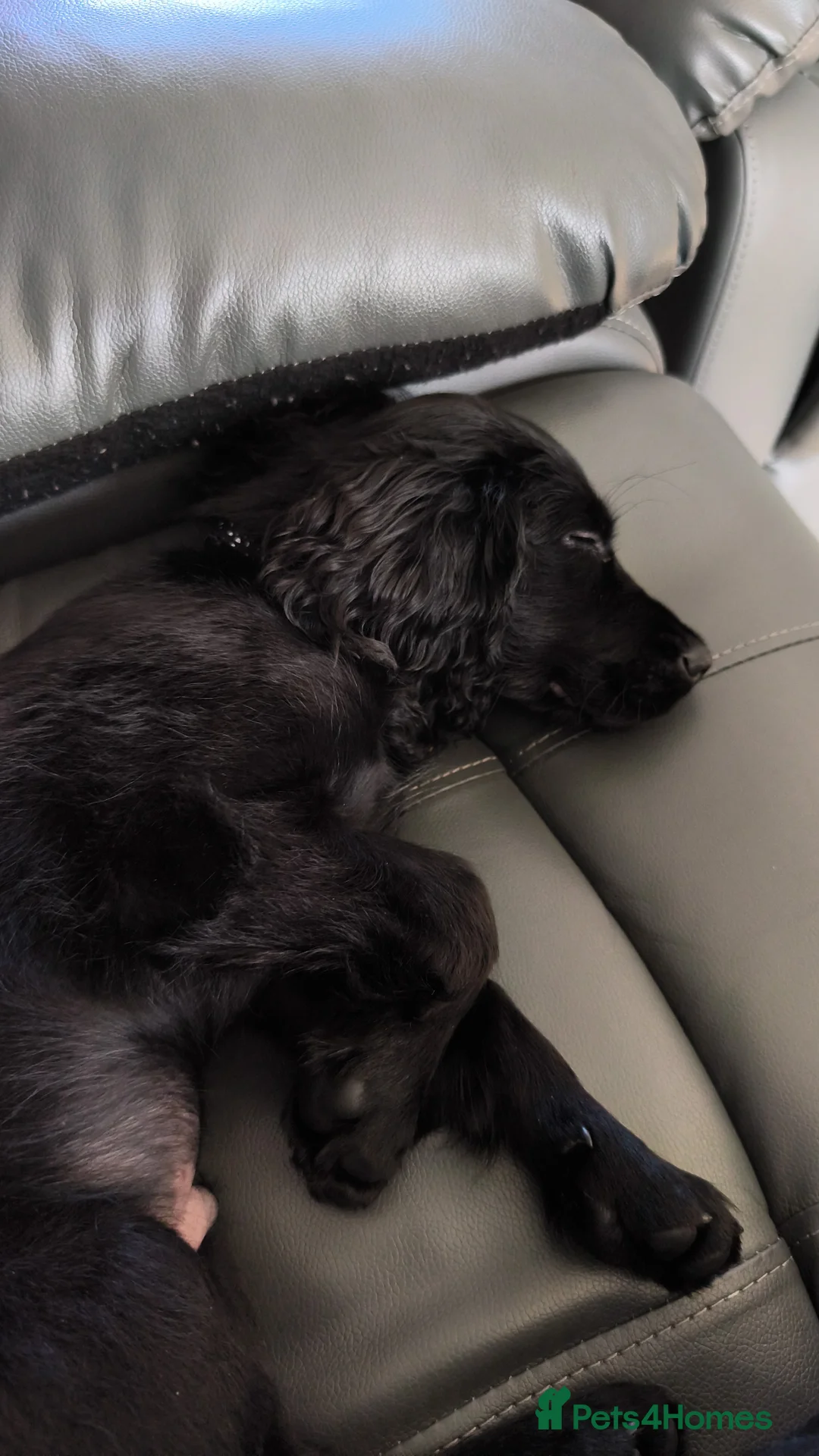 Cocker Spaniel dogs for sale: Stanley 4 month cocker spaniel  in Manchester - Advert 2