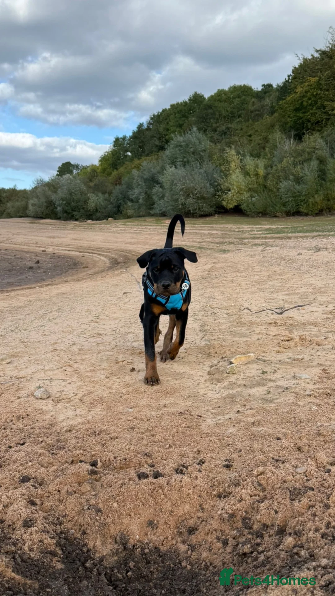 Rottweiler dogs for sale: Rottweiler male 6month old - Advert 2
