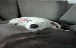Whippet dogs for sale: Dottie - Cute Whippet Mix - Advert 4