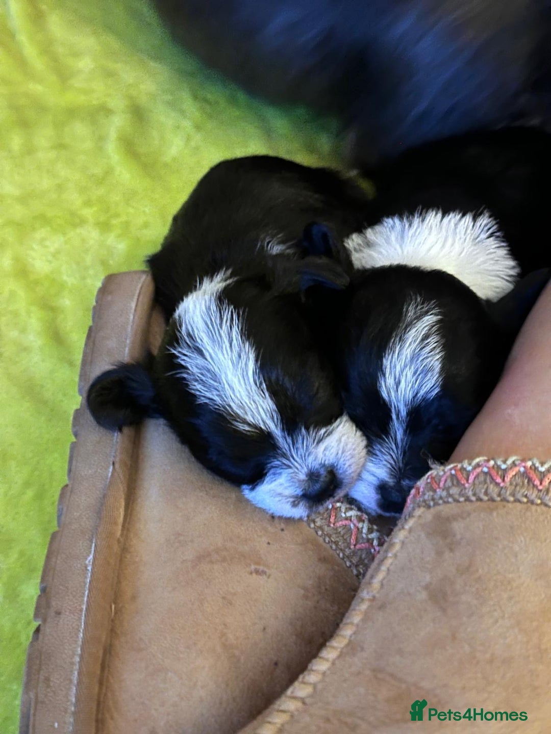 Chipoo dogs for sale: Chihuahua toy poo cross - Advert 7