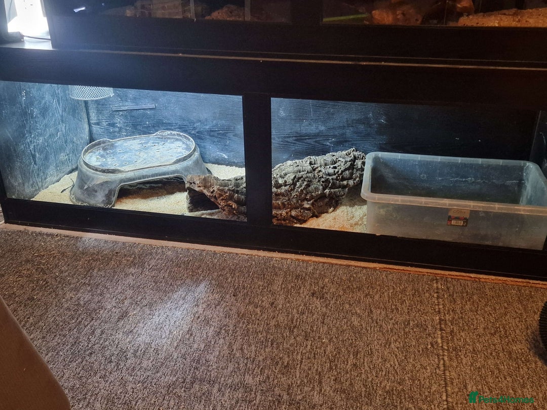 Boa Snake reptiles for sale: Boa Constrictor Imperator for rehoming - Image 2