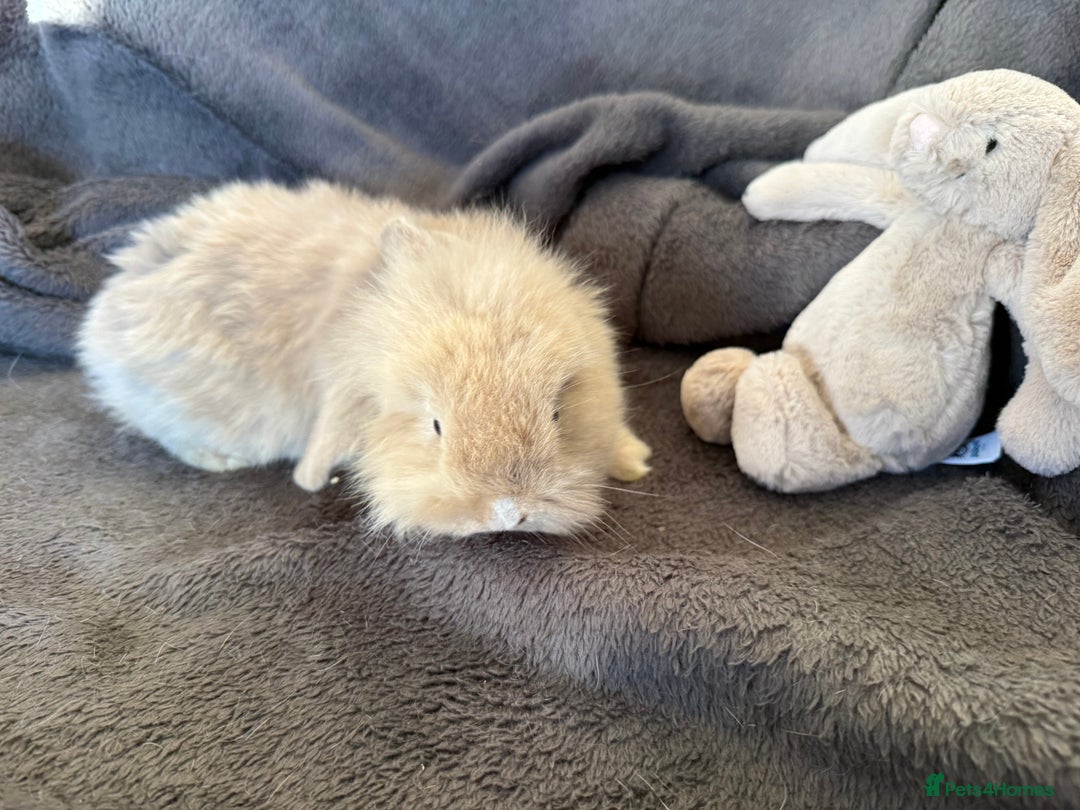 Mixed Breed rabbits for sale: Beautiful friendly baby bunnies ready in 4 weeks  - Advert 25