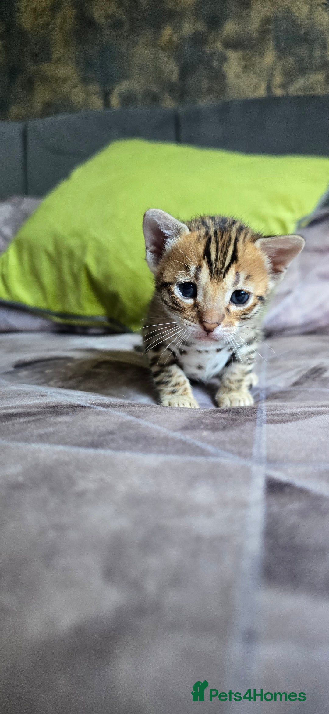 Bengal cats for sale: TICA Champion bengal kittens ready for reservation - Image 14