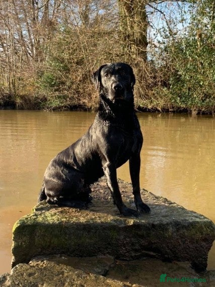 Labrador Retriever dogs ASTRAGLEN VINCE 45 ACCOLADES IN 5 GENERATION PEDIG in Petworth - Advert 6