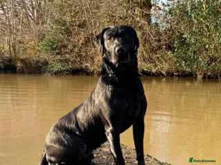 Labrador Retriever dogs in Petworth - Advert 2