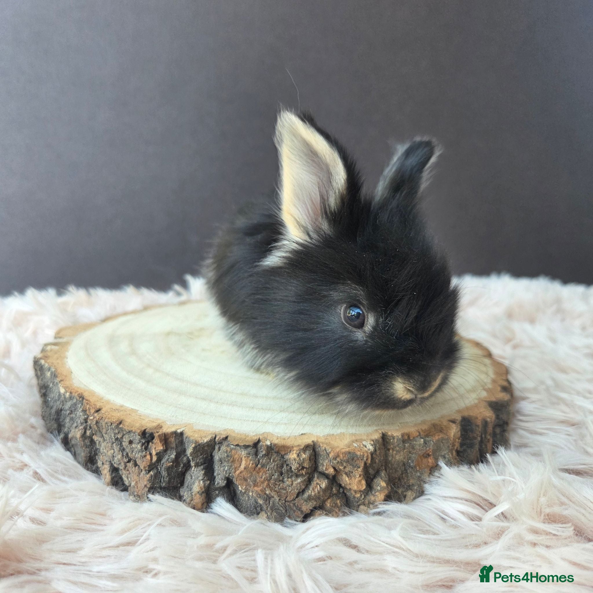 Angora rabbits English Angora Babies - Advert 2