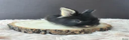 Angora rabbits for sale: English Angora Babies - Advert 1