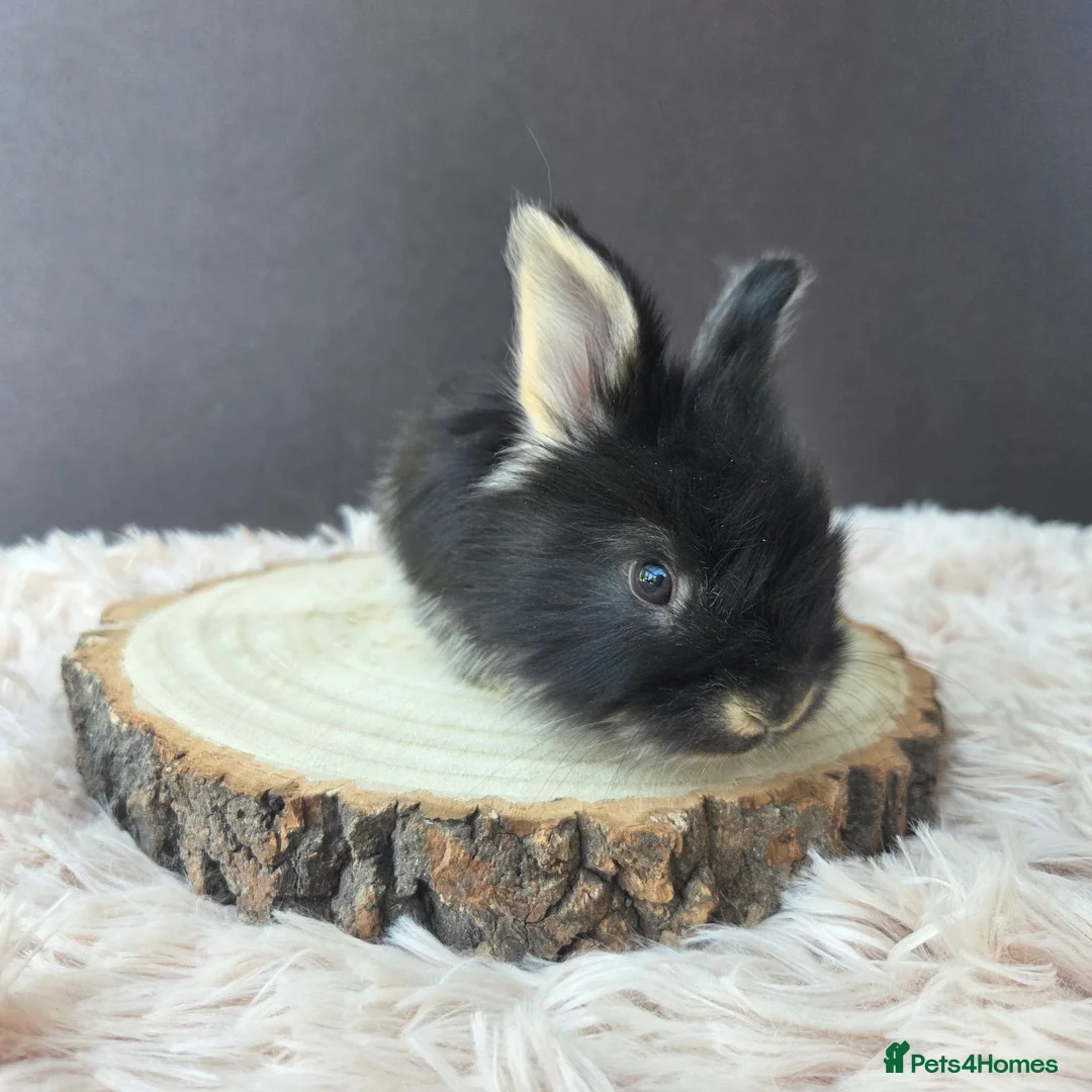 Angora rabbits for sale: English Angora Babies - Advert 1
