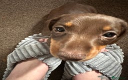Miniature Dachshund dogs for sale: Female 9 weeks old  - Image 6