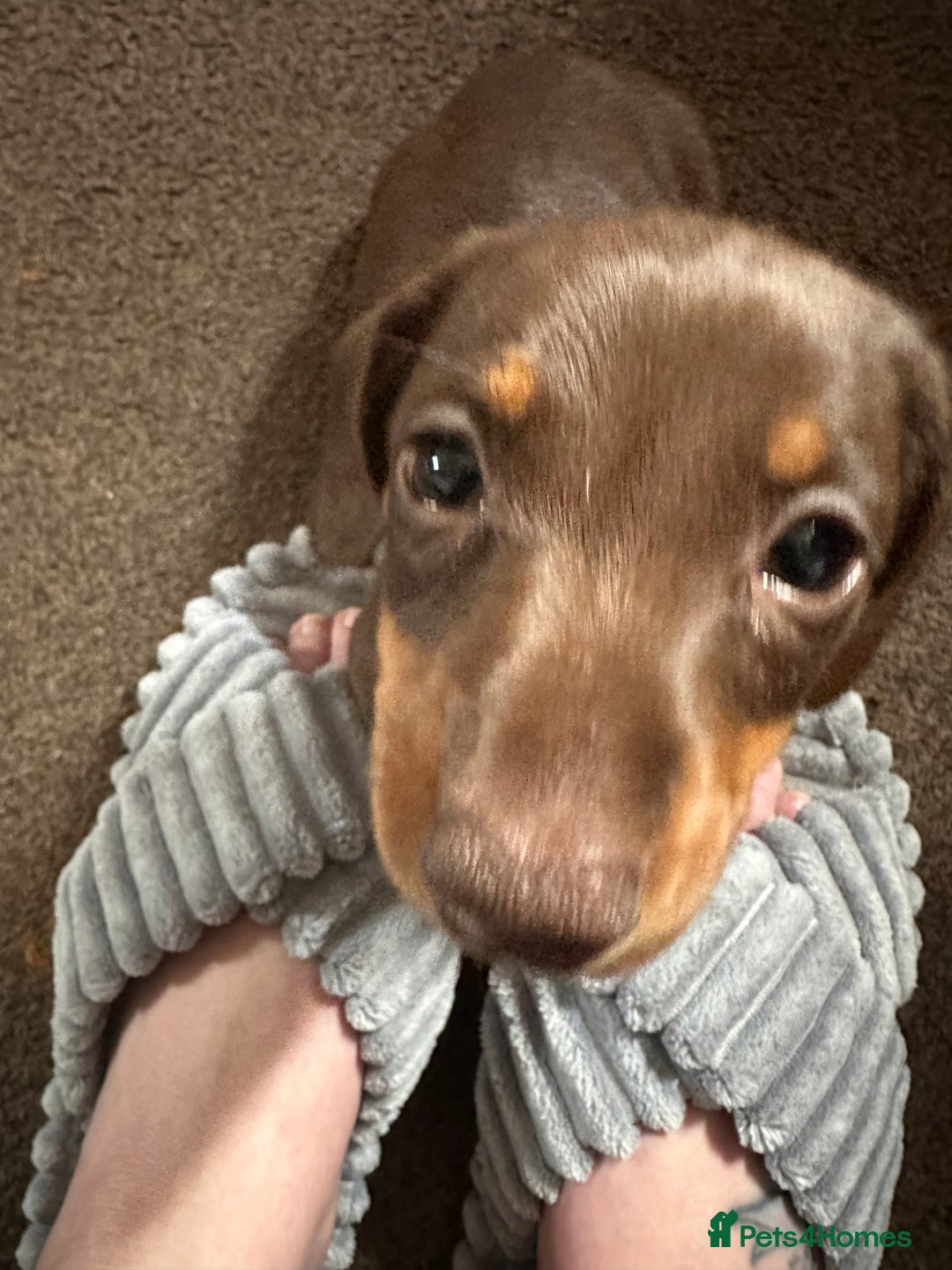 Miniature Dachshund dogs for sale: Female 9 weeks old  - Image 6