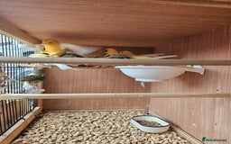 Canaries birds for sale: Canarys  - Image 3