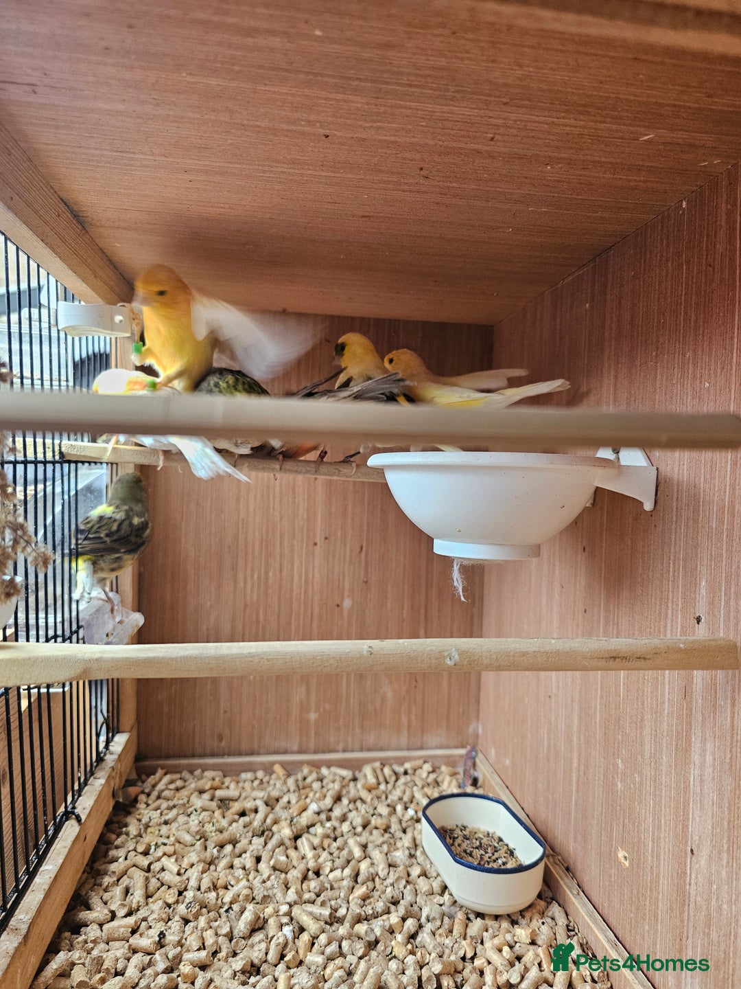 Canaries birds for sale: Canarys  - Image 3