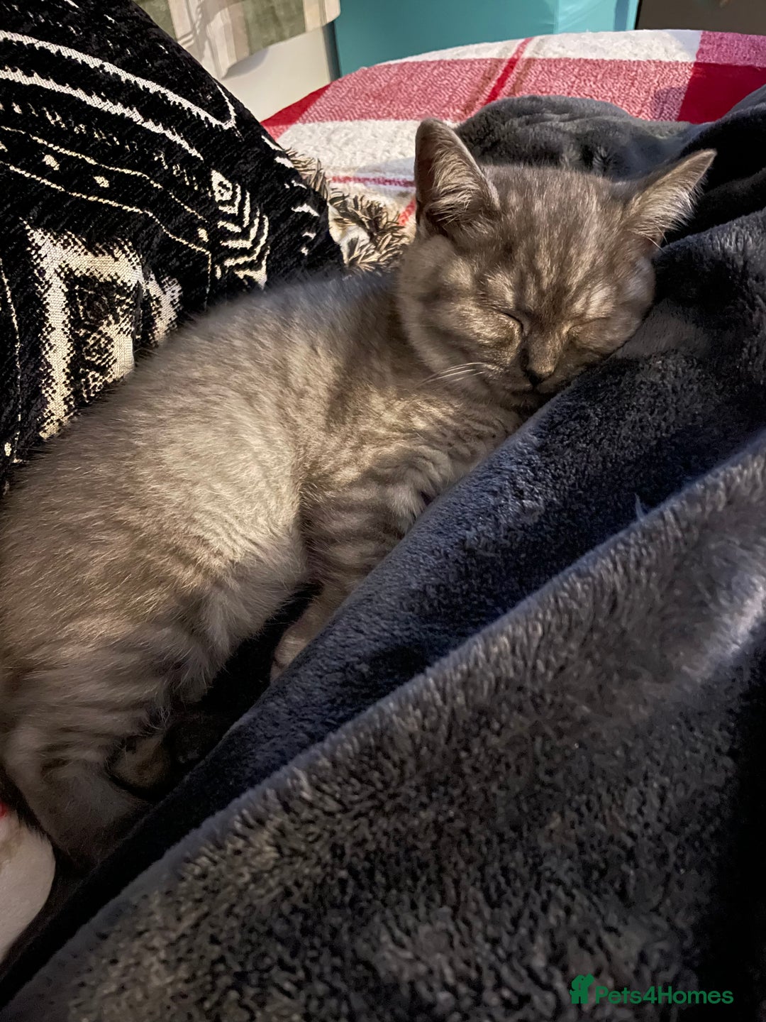 British Shorthair cats for sale: 4 month old male British Shorthair - Advert 3