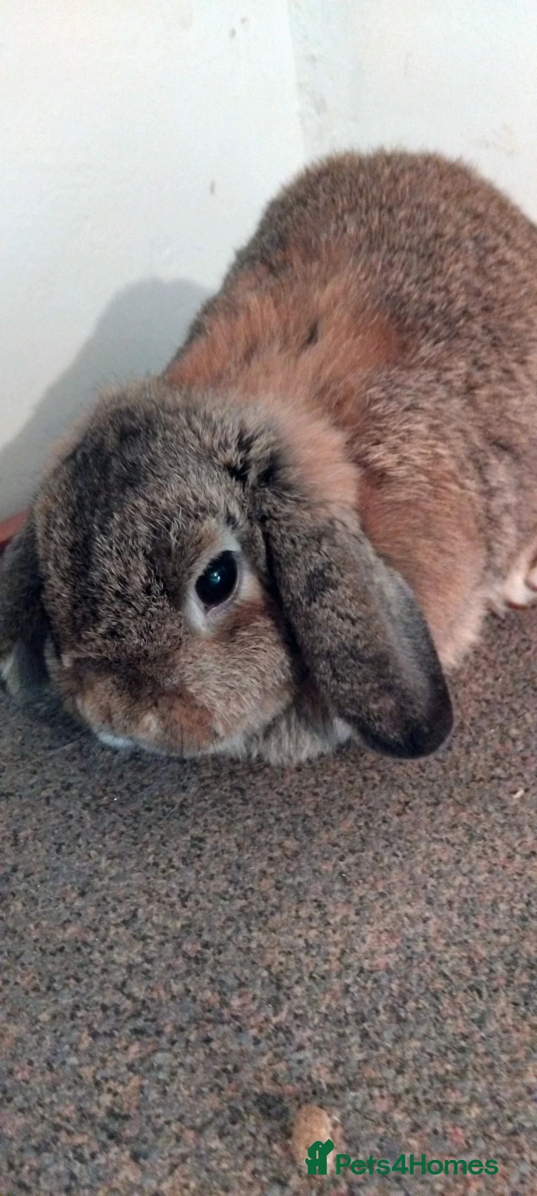 Mini Lop rabbits for sale: 1x gorgeous female mini lop for sale - Advert 3